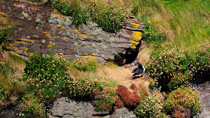 Puffin looking into its nesting burrow on Handa Island in the Highlands