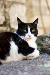 Chat errant noir et blanc dans les ruelles médiévales de Vézénobres (Occitanie, France)
