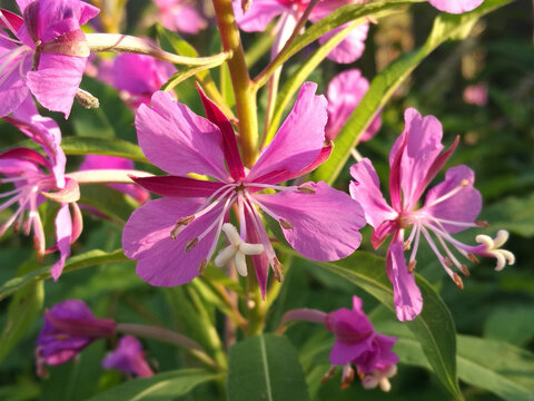Fireweed flower close up