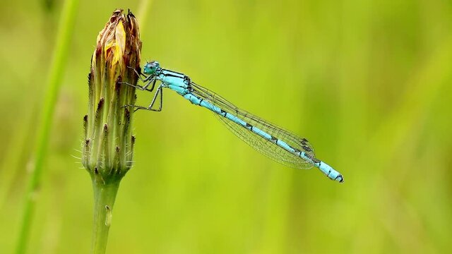 Male Common Blue damselfly footage. Scientific name Enallagma cyathigerum. Damselfly is perched on an emerging dandelion flower. 