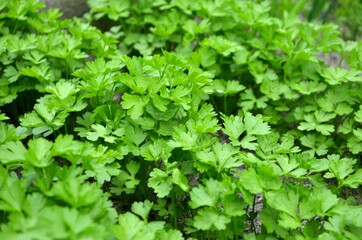Close-up greens leaves of parsley growing in the garden, selective focus. Concept of growing your own organic food.