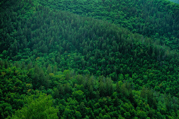 A dense forest of green trees of firs, firs and pines