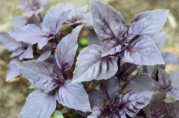 Purple Basil or Dark Opal Basil is a cultivar of sweet basil. Concept of growing your own organic...
