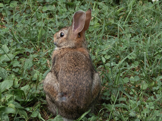 Cottontail Rabbit in the grass