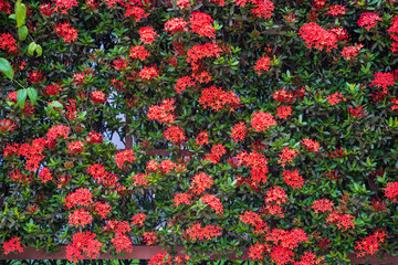 Blossom red Chinese ixora at fence wall.