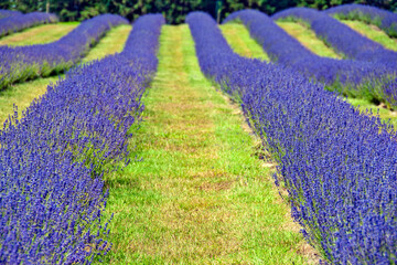 Lavender Field Summer Flowers Cotwolds Gloucestershire England