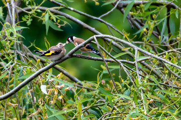 European Goldfinch (Carduelis Carduelis) perching on a flowering willow tree and feeding a fledgling, against green leafy background, England, UK