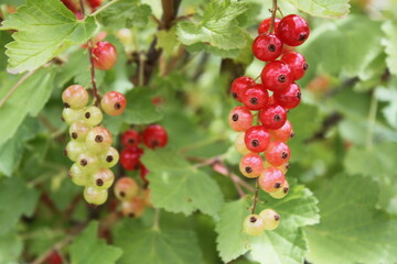 Rote Johannisbeeren hängen am Strauch