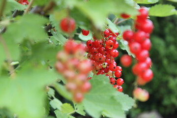Rote Johannisbeeren hängen am Strauch