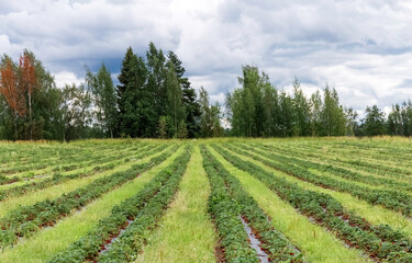 Fototapeta na wymiar Picking strawberries in the field. Finnish agriculture. Self-picking of berries. Harvesting. Photo. 