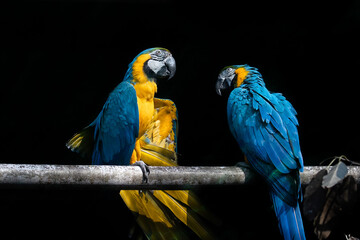 Happy discussion of married couple Macaw