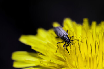The Capricorn beetle is crawling on a yellow dandelion flower. Macro shot of a black beetle with antennae on a flower.