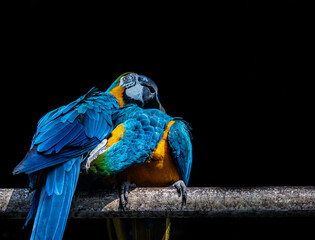 Pair of Macaw Caressing each other