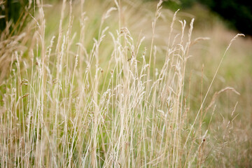 dry wild grass hay