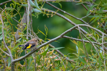Young European Goldfinch fledgling (Carduelis Carduelis) perching on a flowering willow tree against green leafy background, England, UK