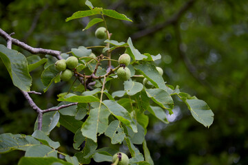 green walnuts on a walnut tree