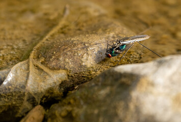 nartnik zjada muchę