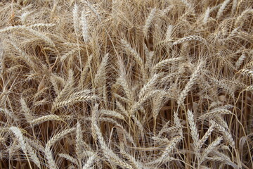 Ears of ripe wheat, texture background