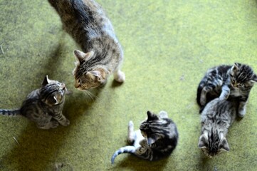 Tabby kittens and mother cat