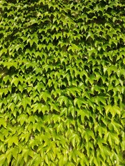 Fototapeta zielona sciana porosnieta bluszczem obraz