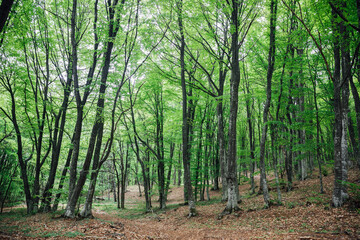 Fototapeta premium green deciduous forest and road landscape travel