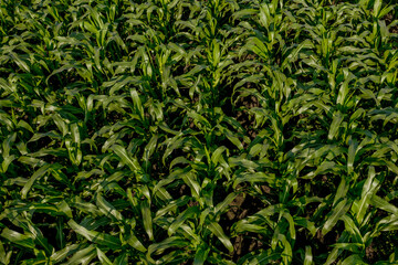 Obraz premium Corn field with young plants on fertile soil on sunset