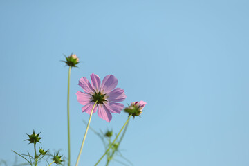 Delicate pink cosmos flower with blue sky