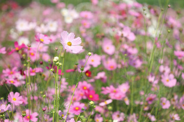 Obraz na płótnie Canvas Pink cosmos in flower field