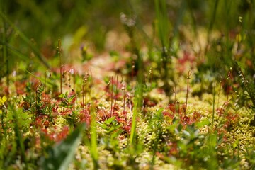 Drosera plante carnivore - espèce protégée rare - tourbière nature biodiversité