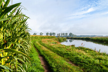 Lato w Dolinie Narwi, Podlasie, Polska © podlaski49