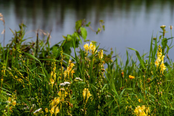 Lato w Dolinie Narwi, Podlasie, Polska © podlaski49
