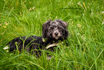Lato w Dolinie Narwi, Podlasie, Polska © podlaski49