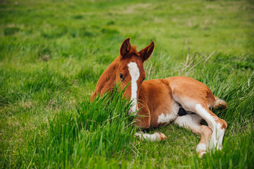 a small horse stallion resting on the green grass