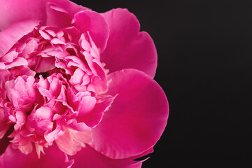 Pink peony closeup on black background with copy space. Floral card, banner design