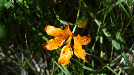 Fiore selvatico in montagna in estate