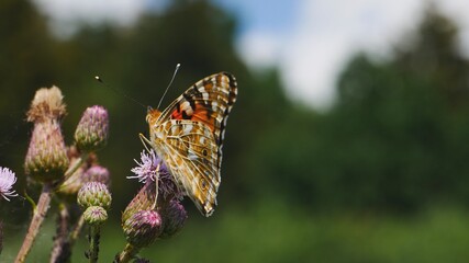  Butterfly est nectar on a thistle flower..j