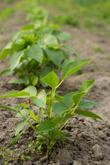 Young bean bushes grow in the garden bed. Eco concept.Agronomy.