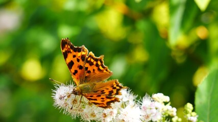 Polygonia c-album eats nectar on a white flower