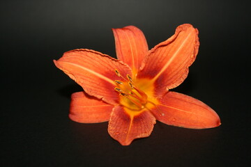 orange lily on black
