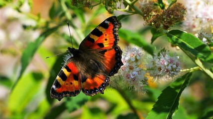 Urticaria butterfly eats nectar on a white flower.