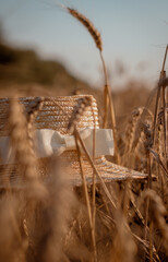 ears of wheat