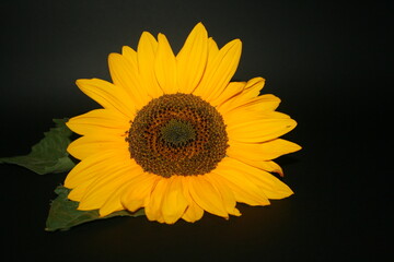 sunflower on black
