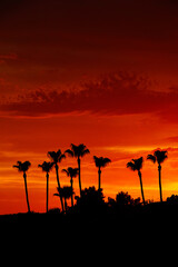 A silhouette of palm trees against a brilliant orange sunset.