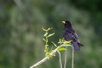 Close-up of blackbird perching on a willow branch, England, UK