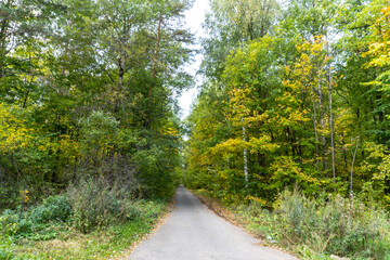 beautiful autumn forest in September, can be used for backgrounds, cards, wallpapers on PC and Smartphone