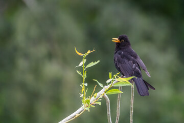 Close-up of blackbird singing on a willow branch, England, UK