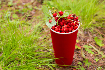 Sweet red wild strawberry berries with fragile twigs in a red paper glass in summer meadow.