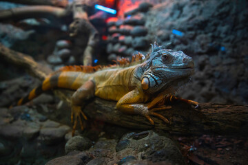 The green iguana , also known as the American iguana or the common green iguana
