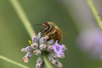 abeille butinant