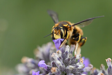 abeille sauvage